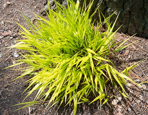 Hakonechloa macra (hakone grass)