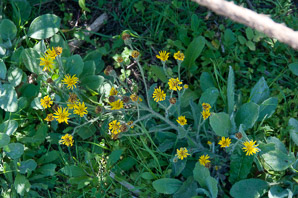 Heterotheca grandiflora (telegraph weed)