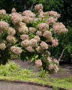 Hydrangea paniculata (peegee hydrangea)