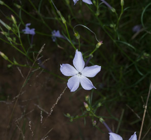 Ipomopsis longiflora (long-flowered trumpet gilia, flaxflowered gilia, long-flowered gillia, long-flowered skyrocket, white-flower skyrocket)