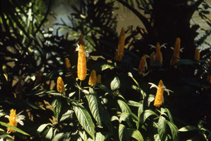 Justicia brandegeeana (yellow shrimp plant)