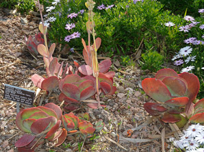 Kalanchoe thrysiflora (paddle plant)