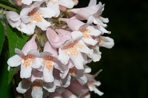 Kolkwitzia amabilis (beautybush)