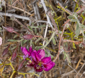 Krameria erecta (pima rhatany, purple heather, littleleaf rhatany)