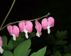 Lamprocapnos spectabilis (bleeding hearts, lyre flower, lady-in-a-bath)