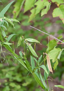 Lathyrus palustris (marsh vetchling, marsh pea)