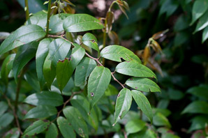 Leucothoe fontanesiana (dog-hobble)