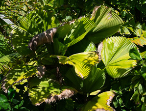 Licuala grandis (ruffled fan palm)