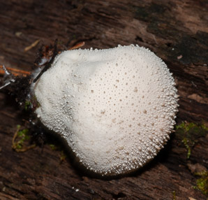 Lycoperdon perlatum (gem-studded puffball, common puffball)