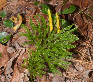 Lycopodium dendroideum (prickly tree clubmoss)