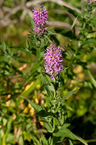 Lythrum virgatum (purple loosestrife)