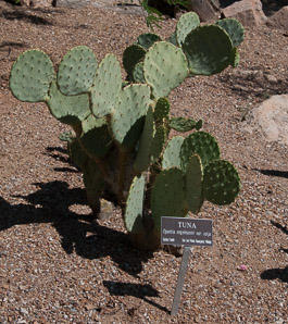 Opuntia engelmannii (tuna, cactus apple)