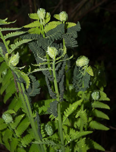 Osmunda claytoniana (interrupted fern)