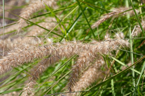 Pennisetum orientale (fountain grass)