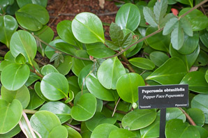 Peperomia obtusifolia (pepper face peperomia)