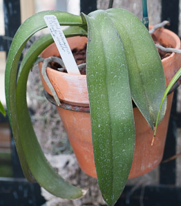 Phalaenopsis ‘Talsuco