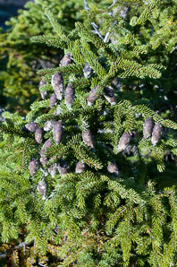 Picea rubens (red spruce, Eastern spruce, yellow spruce)