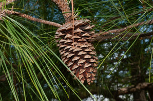 Pinus L. (pine)
