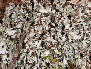 Platismatia tuckermanii (crumpled rag lichen)