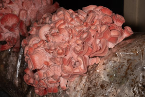 Pleurotus djamor (pink oyster, salmon oyster, strawberry oyster, flamingo mushroom)