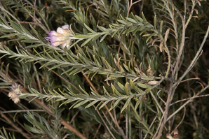 Pluchea sericea (arrowweed)