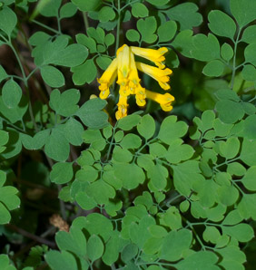Pseudofumaria lutea (yellow corydalis, rock fumewort)