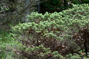 Pseudotsuga menziesii (bird’s nest douglas-fir)