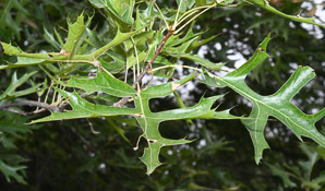 Quercus palustris (pin oak)