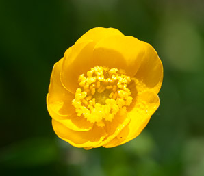 Ranunculus acris (buttercup, tall buttercup, meadow buttercup, common buttercup)