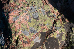 Rhizocarpon geographicum (yellow map lichen, world map lichen)