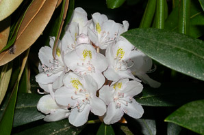 Rhododendron maximum (great rhododendron, great laurel, rosebay rhododendron, American rhododendron, big rhododendron, great rhododendon)