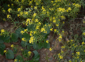 Rorippa sylvestris (creeping yellowcress, fieldcress, southern yellowcress, yellowcress, yellow fieldcress)