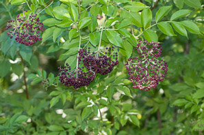 Sambucus nigra (elderberry, American elderberry, common elderberry, black elderberry)