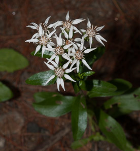 Sericocarpus asteroides (toothed white-topped aster)