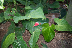 Spathiphyllum Schott (red peace lily)