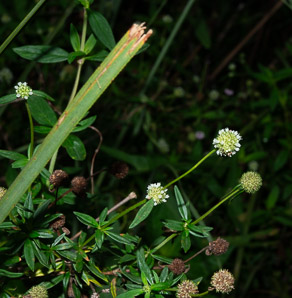 Spermacoce terminalis (everglades false buttonweed)