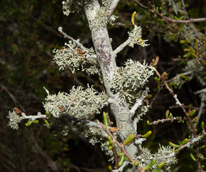 Sphaerophorus globosus (Tuckerman’s coral lichen)