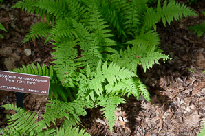 Thelypteris noveboracensis (New York fern)