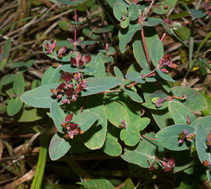 Triadenum fraseri (Fraser's marsh St. Johnswort, Fraser’s marsh St. Johnswort)