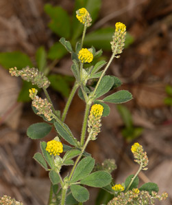 Trifolium aureum (hop clover, large hop clover, large hop trefoil, golden clover)