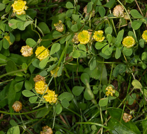 Trifolium campestre (low hop clover, hop trefoil, field clover)