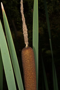 Typha latifolia (common cattail, bulrush, common bulrush, broadleaf cattail, great reedmace, Cooper’s reed, cumbungi, narrow-leaved cattails)
