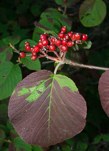 Viburnum lantanoides (hobblebush, witch-hobble, moosewood)