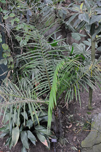 Acanthophoenix crinita (barbell palm)