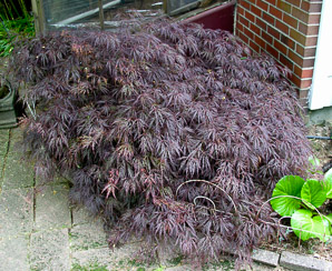 Acer palmatum (Japanese maple)