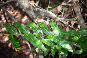 Acrostichum danaeifolium (giant leather fern, leather fern, inland leather fern)