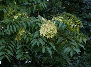 Ailanthus altissima (tree of heaven, ailanthus, Chinese sumac, paradise-tree, copal tree, stinking sumac, varnish tree)