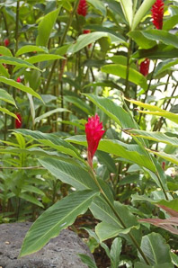 Alpinia purpurata (red ginger, jungle queen, jungle king, opuhi uteute, gengibre rojo, Tahitian ginger, ostrich plume, opuhi)