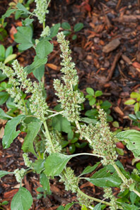 Amaranthus blitum (green amaranth)