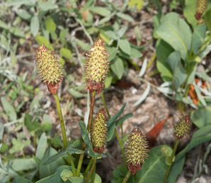 Anemopsis californica (yerba mansa)